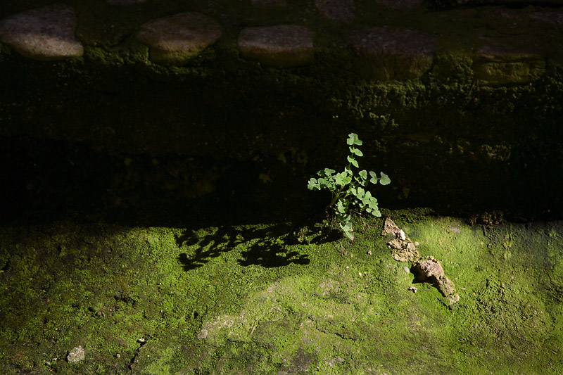 some green for Sharon