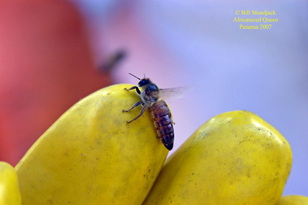 Africanized Queen, Panama. Bee Culture Calendar photo Jan. 09