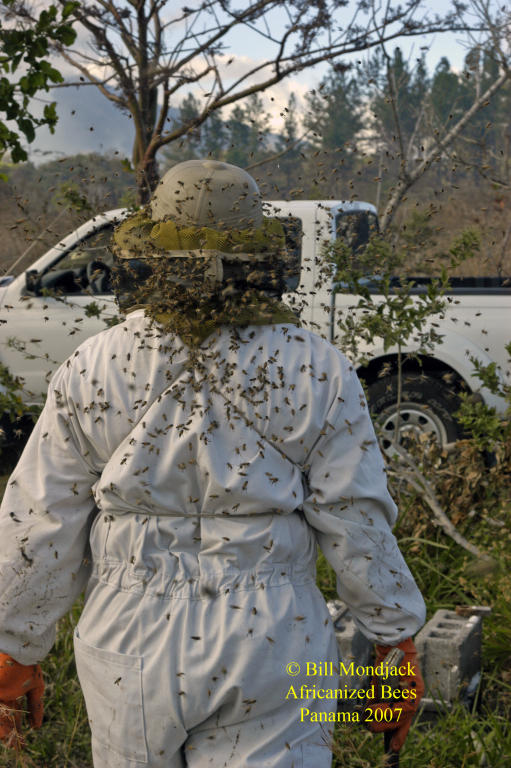 Africanized Honey Bees in Panama