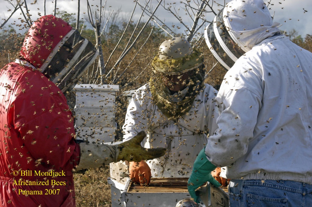 Working an Africanized hive in Panama