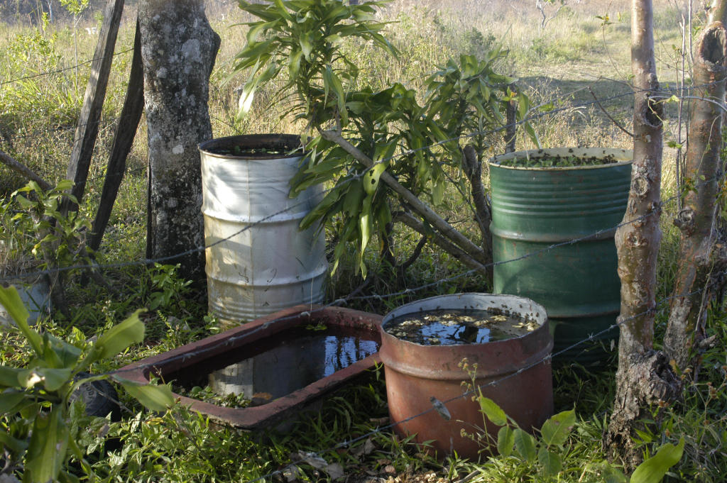 Water for the bees