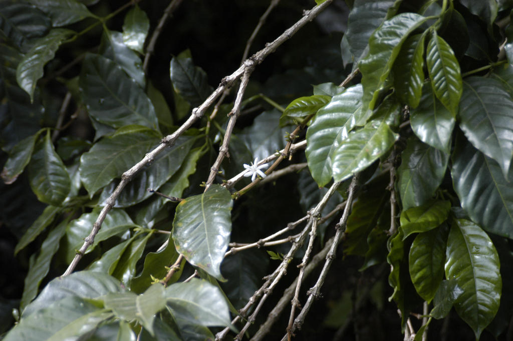 Coffee plants in bloom