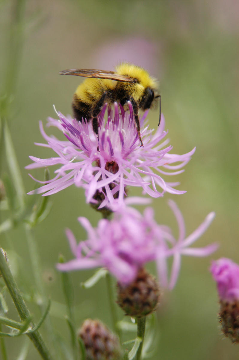 Bumblebee on Knapweed