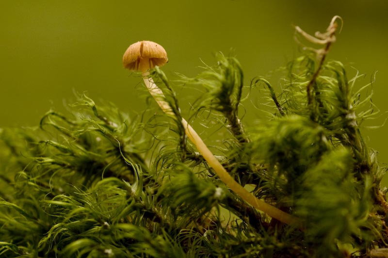 Hygrocybe sp.