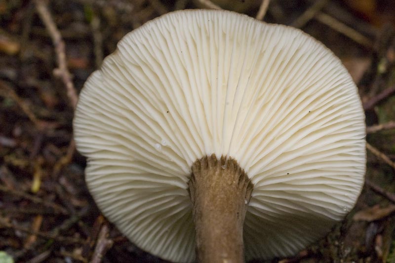 Lactarius lignyotis