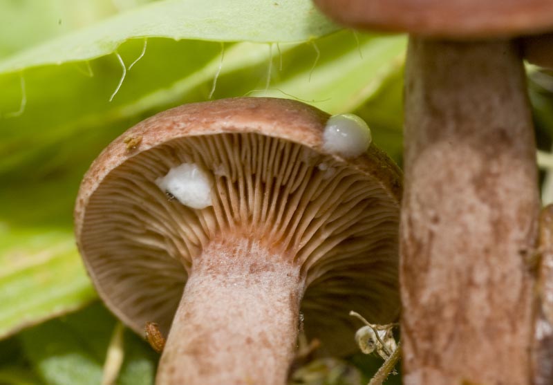 Lactarius camphoratus