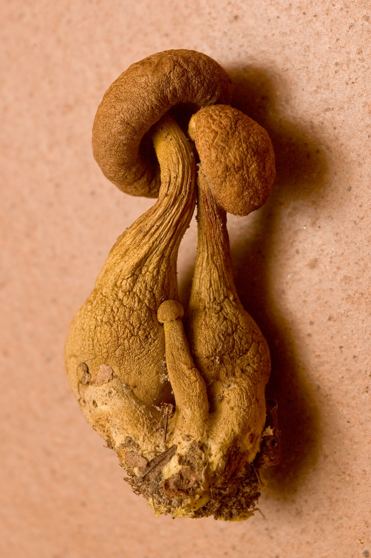 Boletus innixus