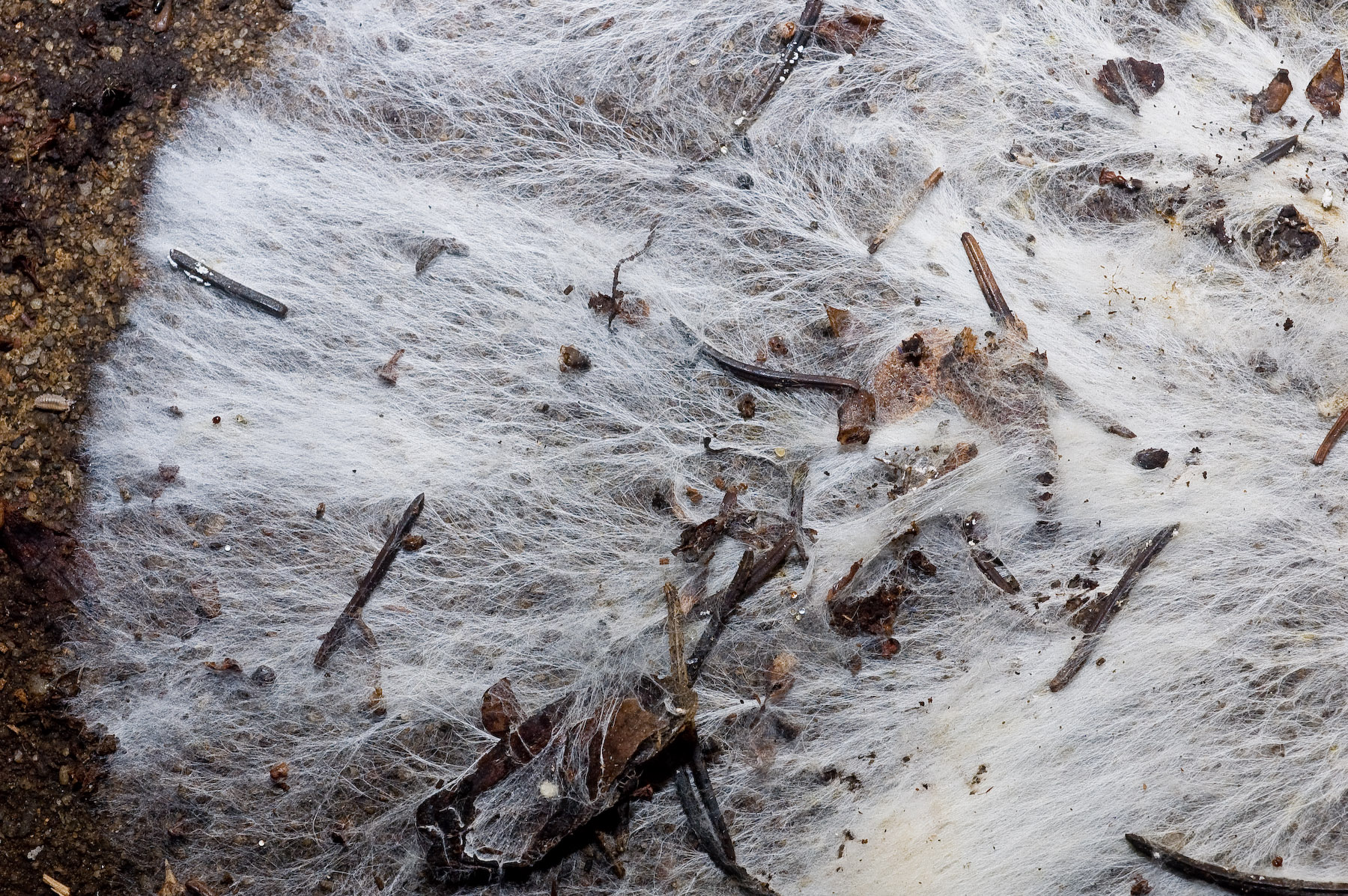 Mycelium on sidewalk