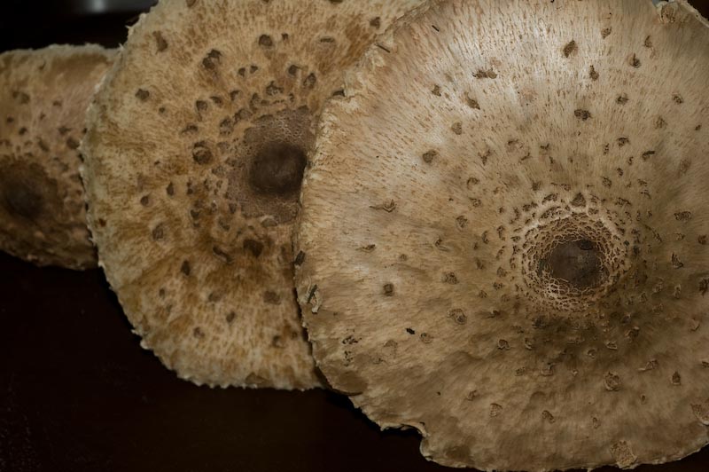Megalepiota procera