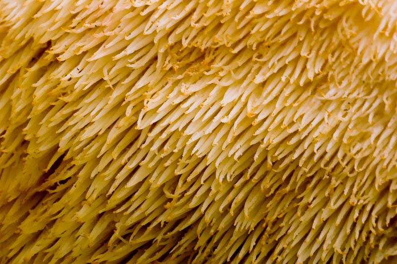Hericium erinaceus