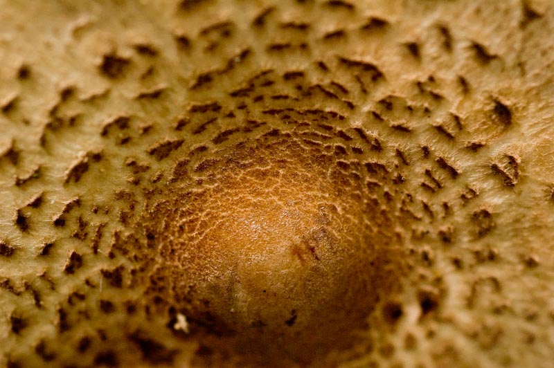 Megalepiota procera
