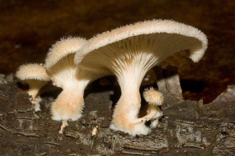 Panus strigosus
