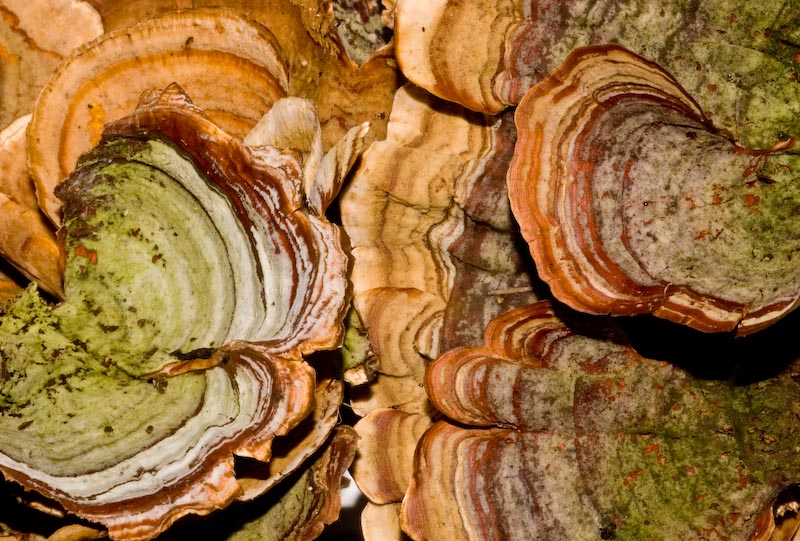 Trametes versicolor