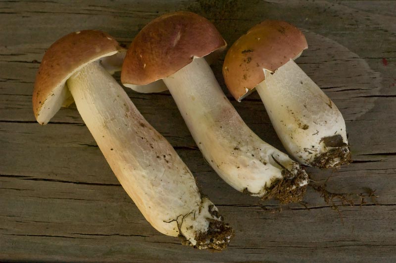 Xanthoconium separans