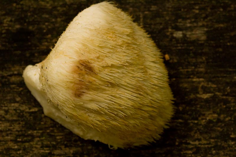 Hericium erinaceus