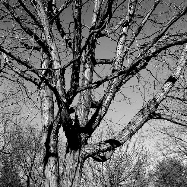 Tree at Woodmere