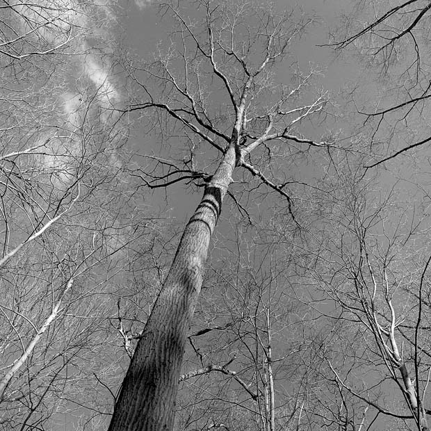 A Mighty Oak