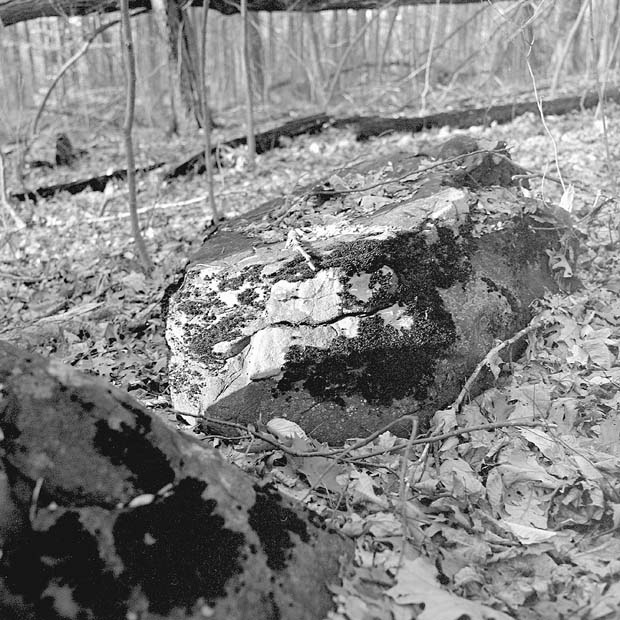 In the Woods