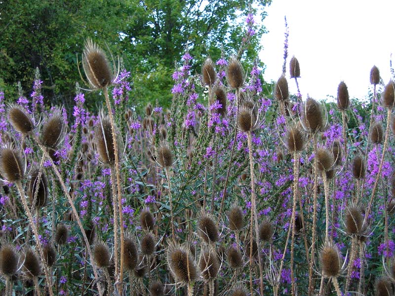Wildflowers