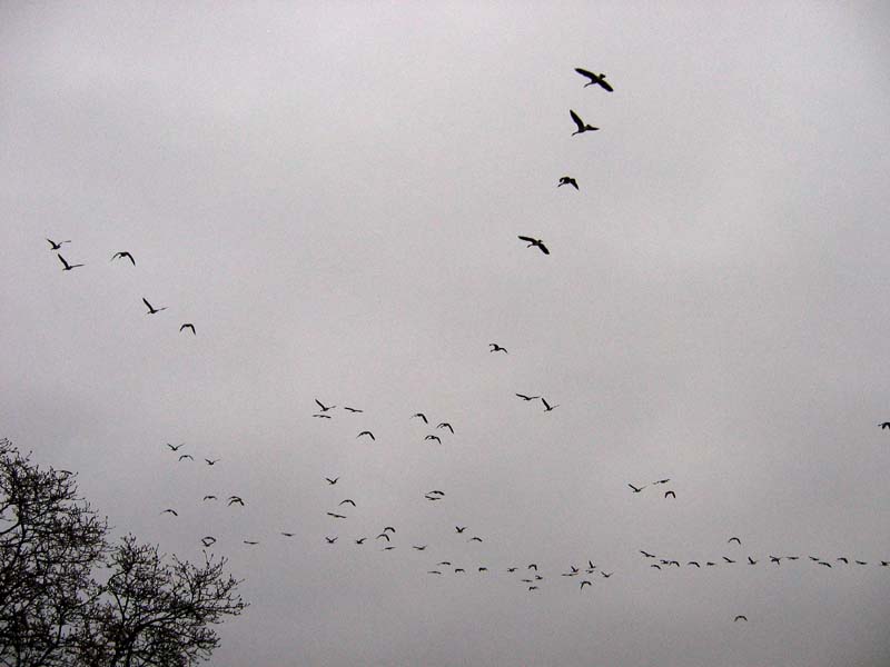 Geese Over MCCC
