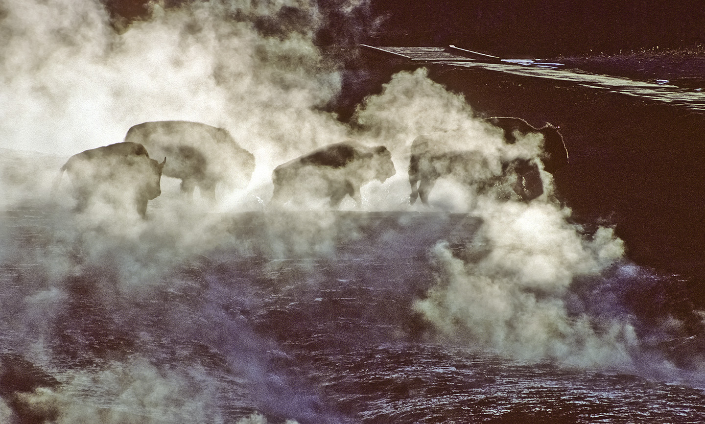 Buffalos in Hot Springs Yellowstone 8