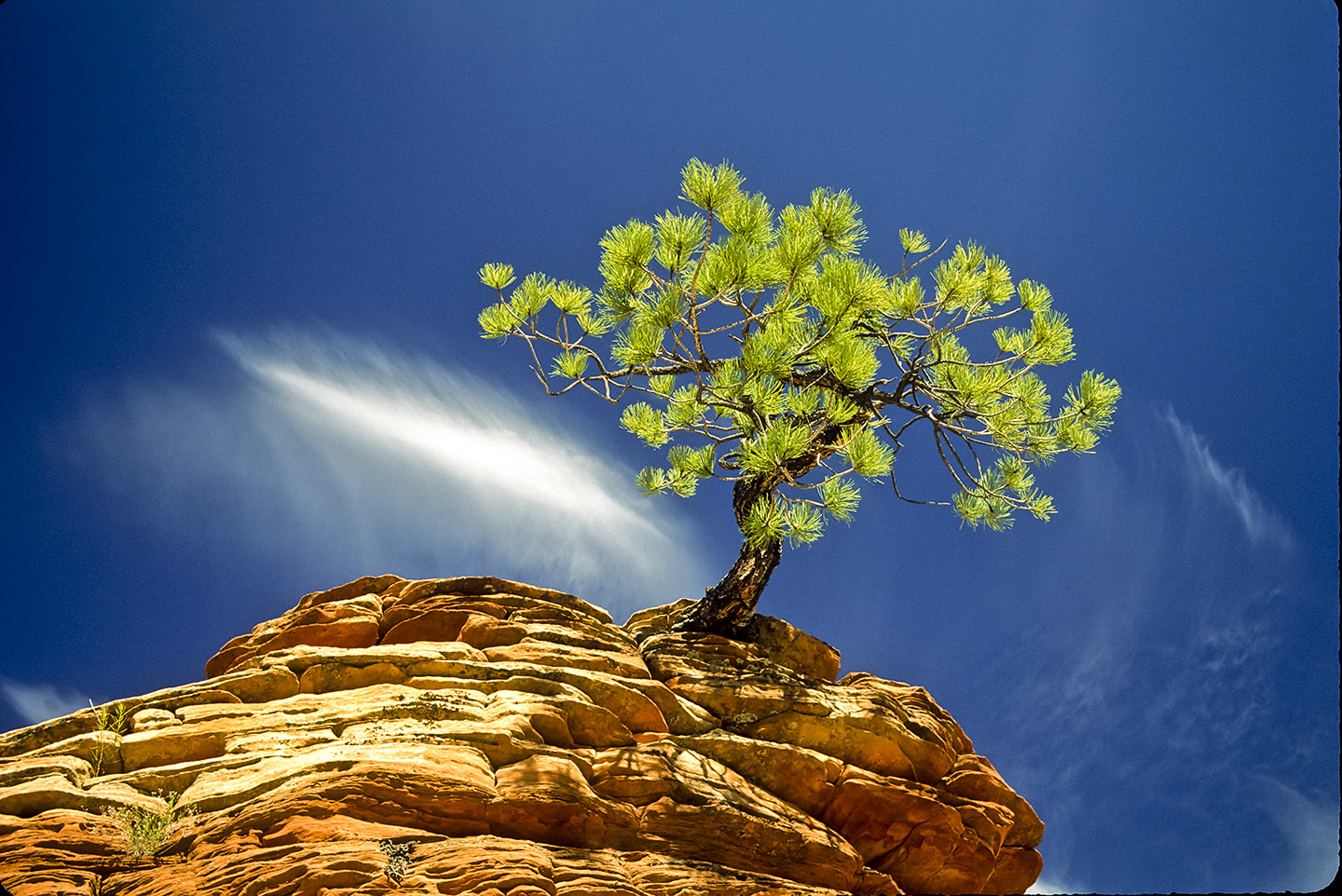 Pine on Hoodoo Zion Cirrus