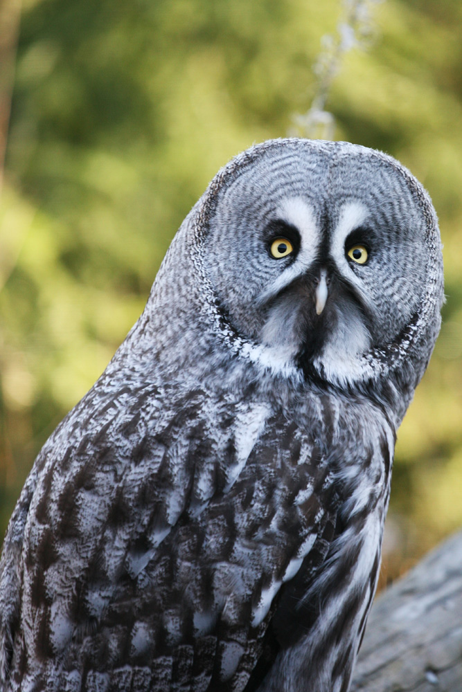 Lapponian Owl
