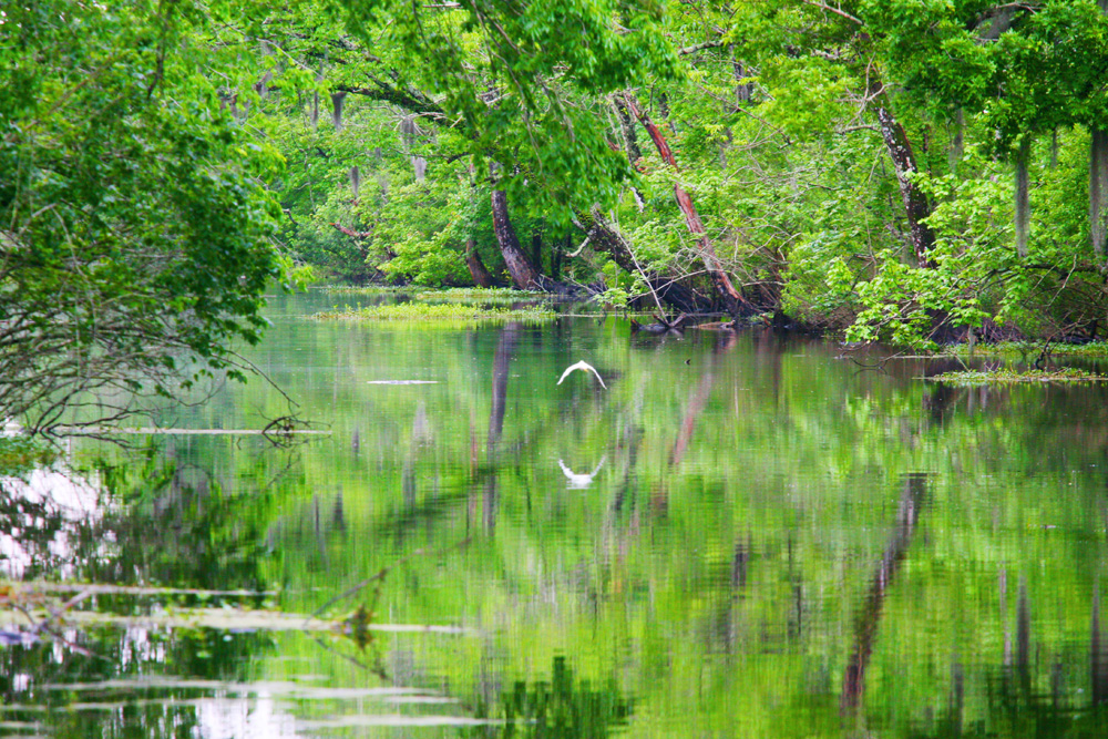 Swamp