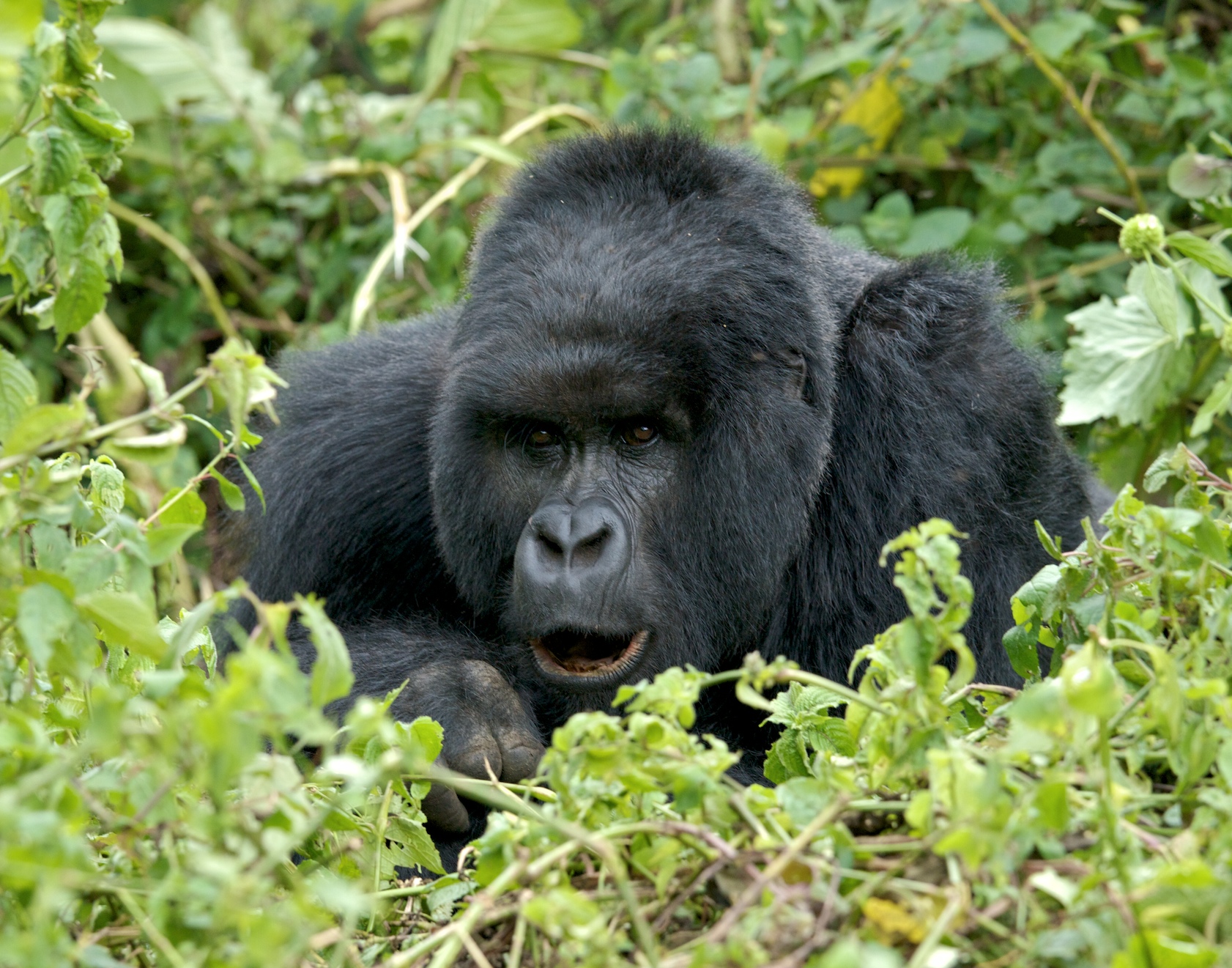 rwanda 2008 kwitonda group