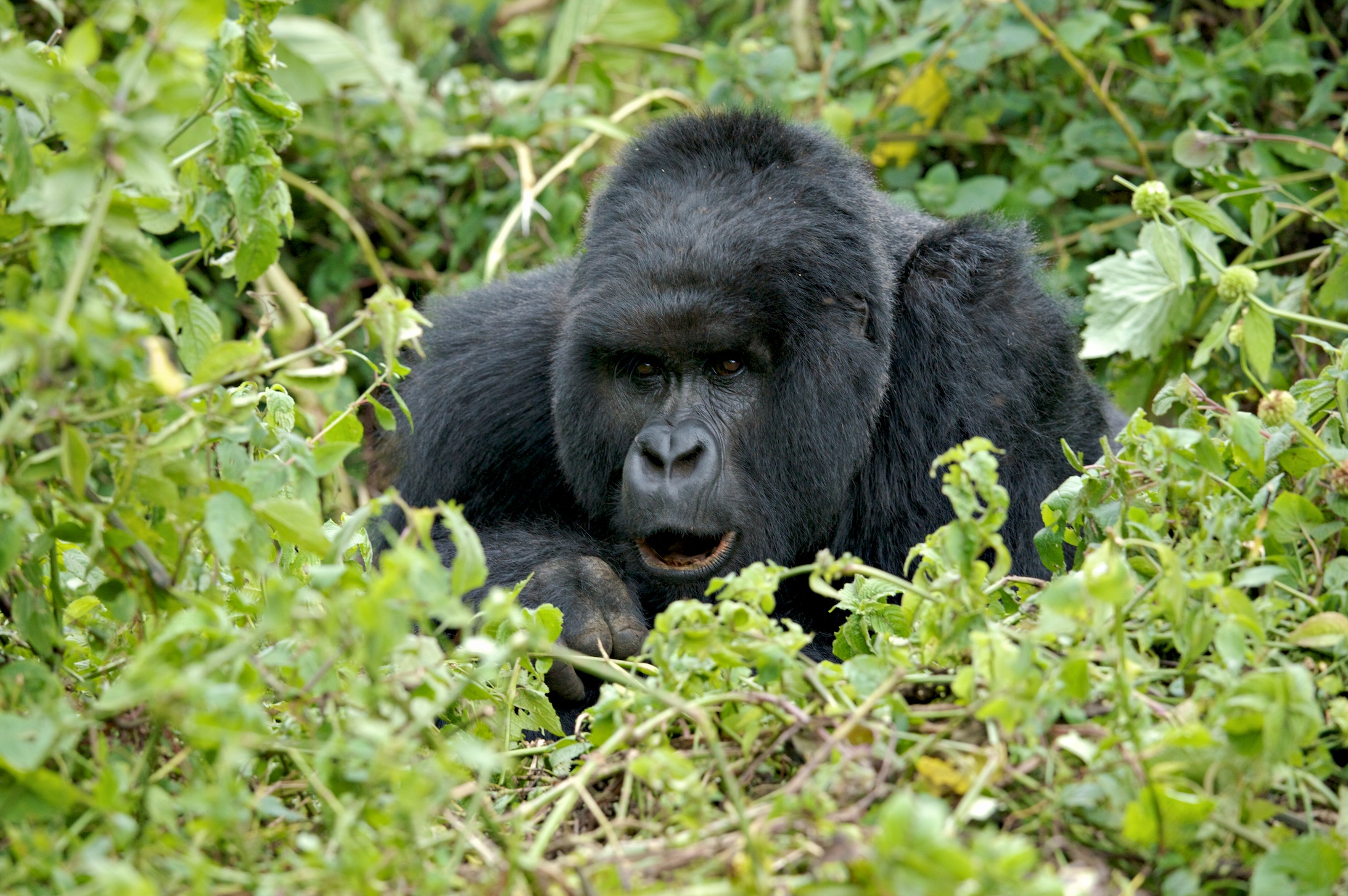 rwanda 2008 kwitonda group
