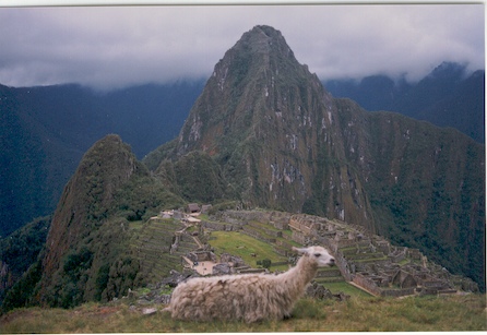 Machu Picchu  llama