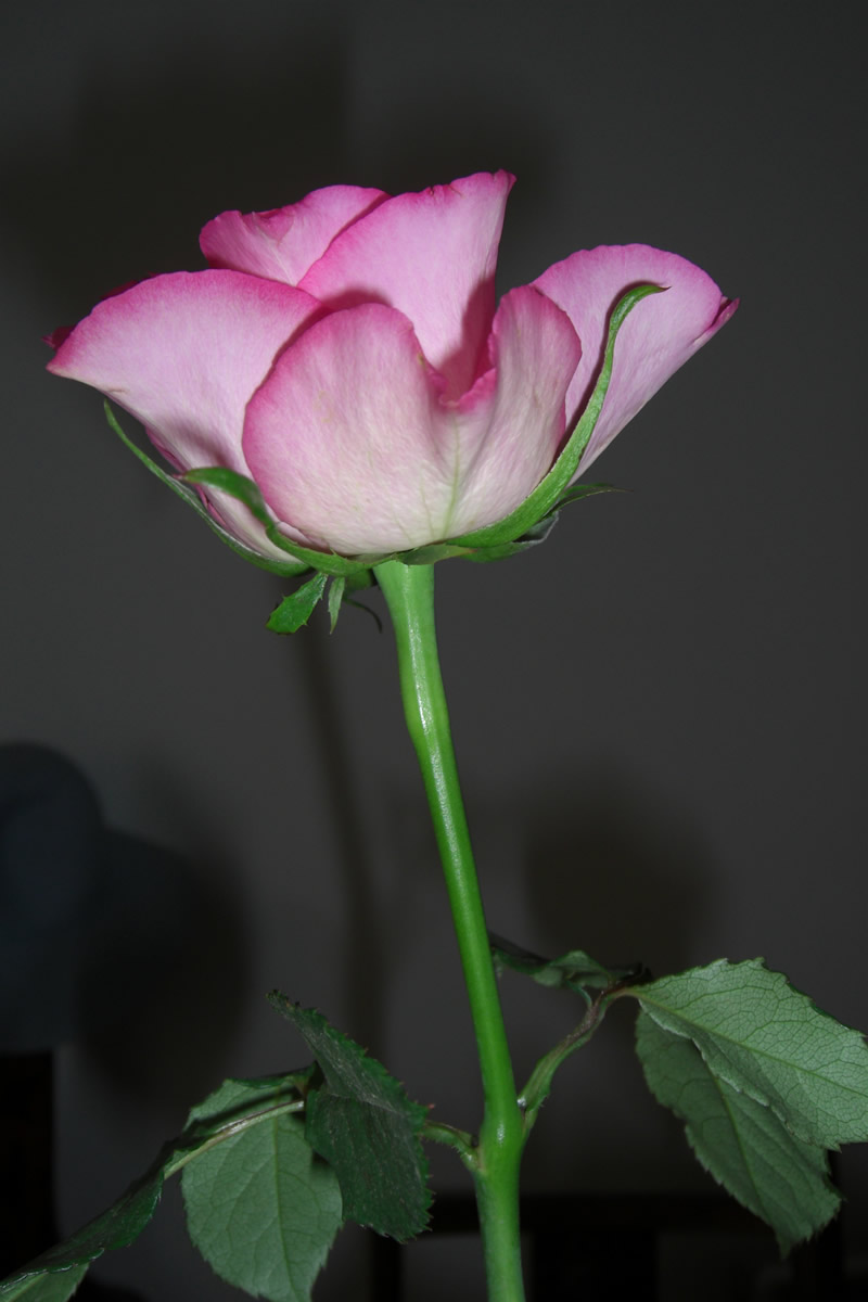 CIMG0665w