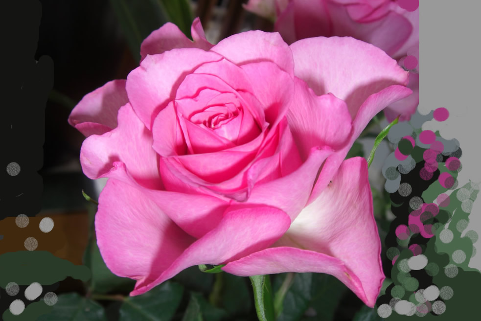 ROSA-wc
