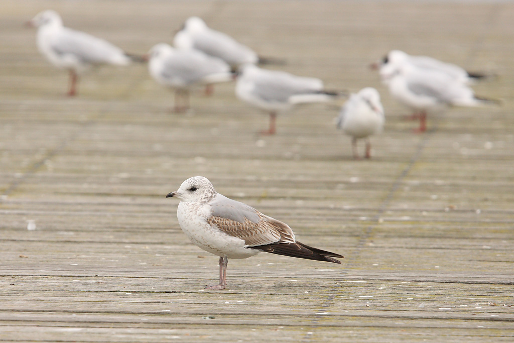 Mew gull, 2Y