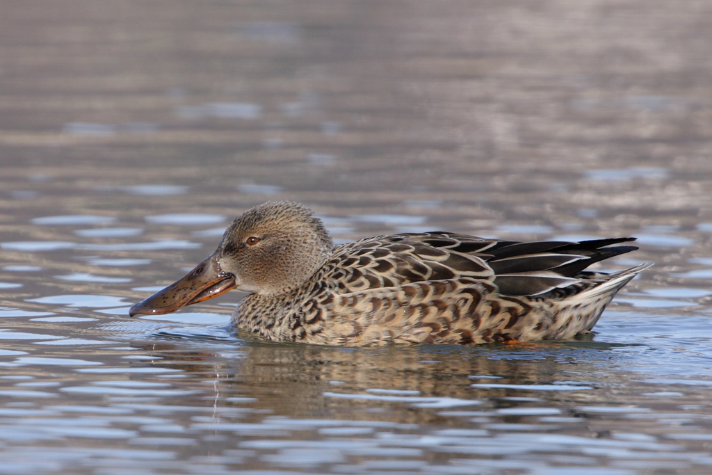 Northern Shoveler, female