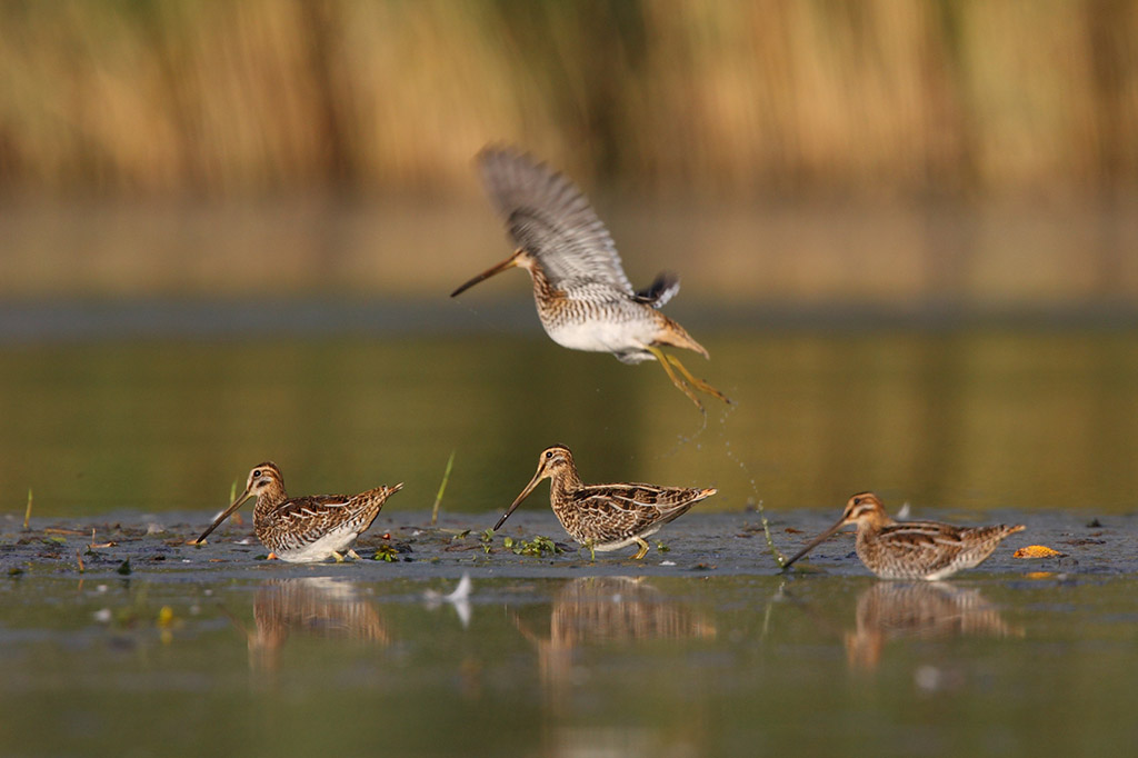 Common Snipe