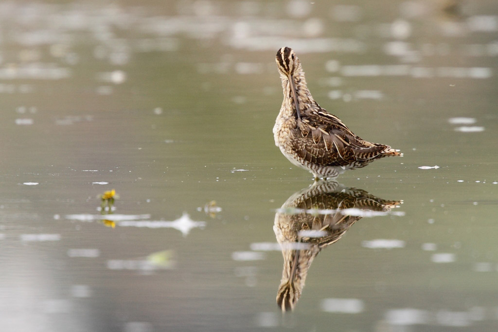 Common Snipe