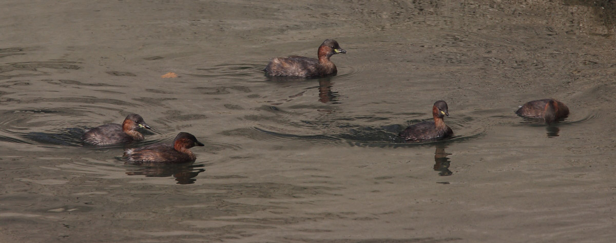 Little grebes