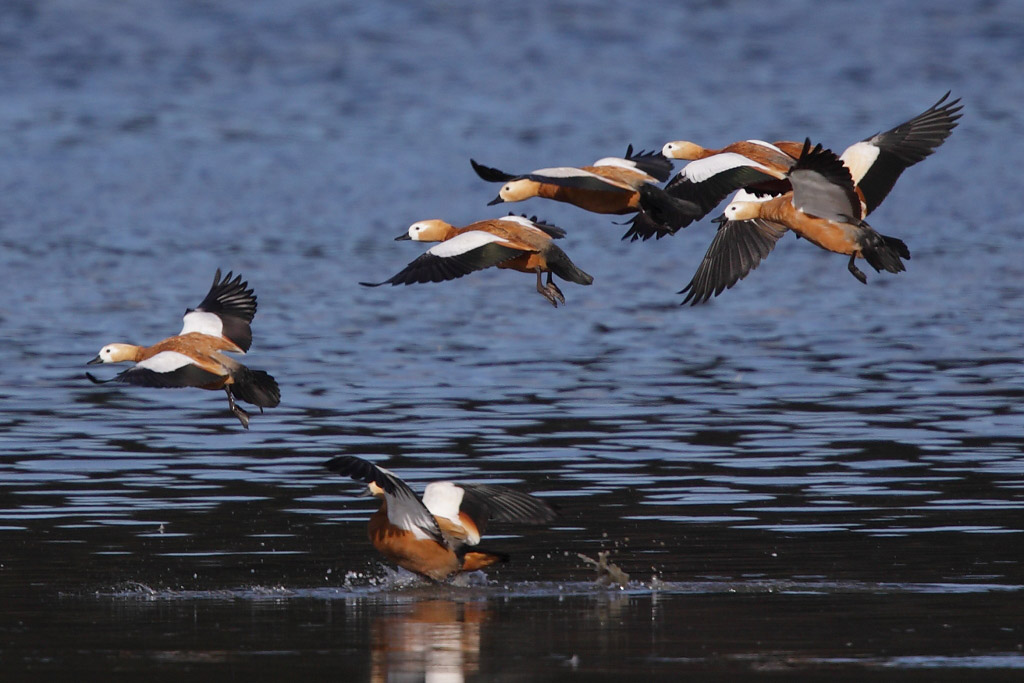 Ruddy Shelduck