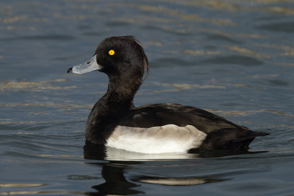 Tufted Duck, male