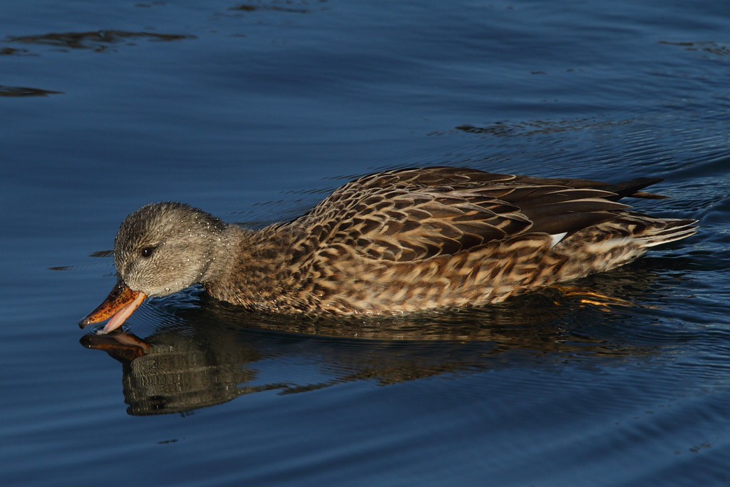 Gadwall, female