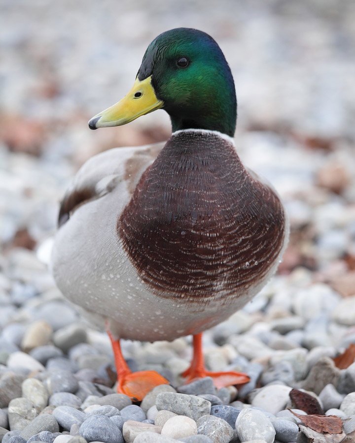 Mallard, male