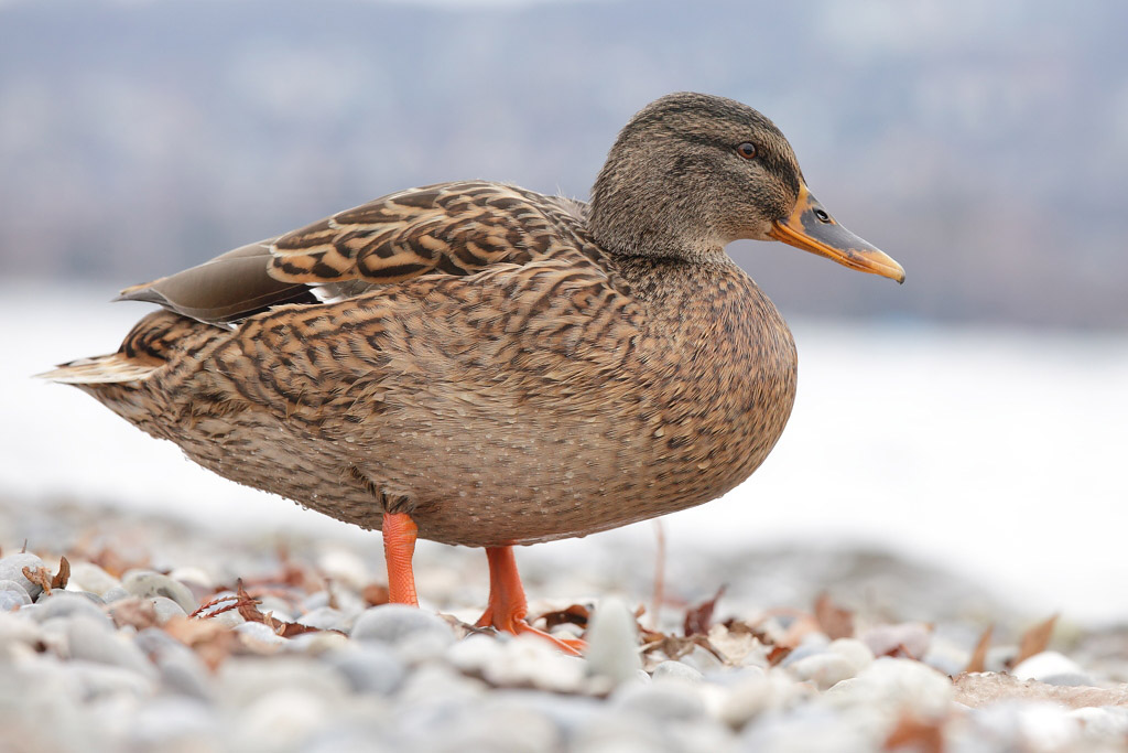 Mallard, female