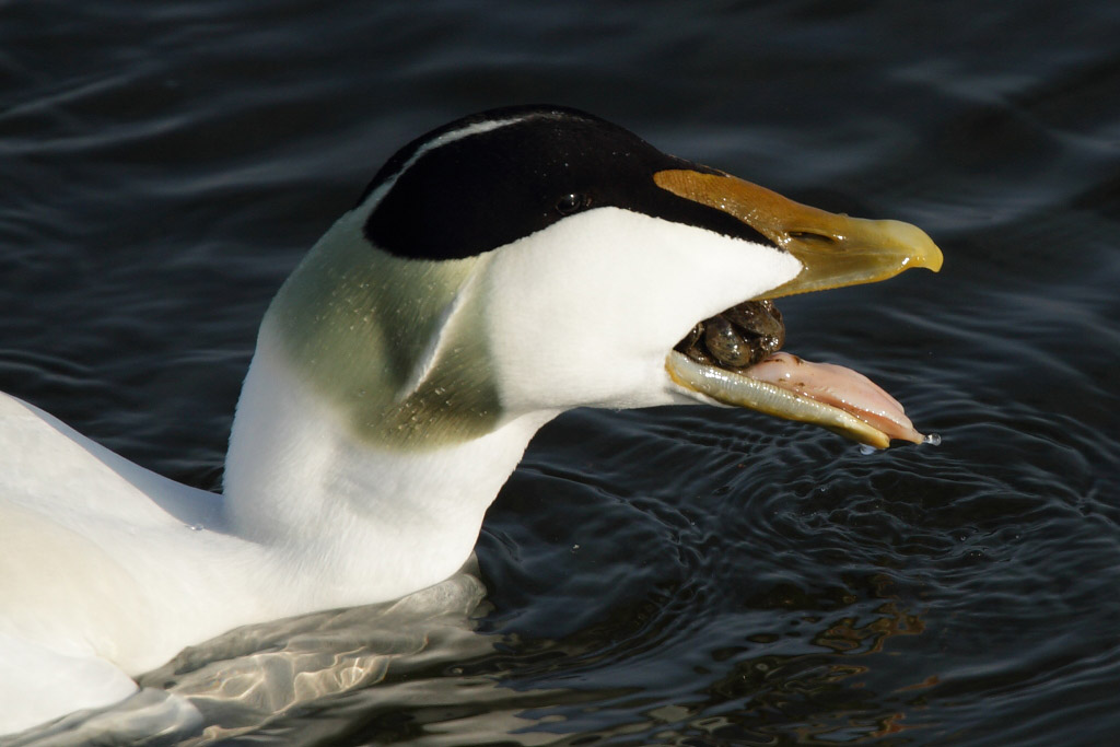 Eider Duck, male