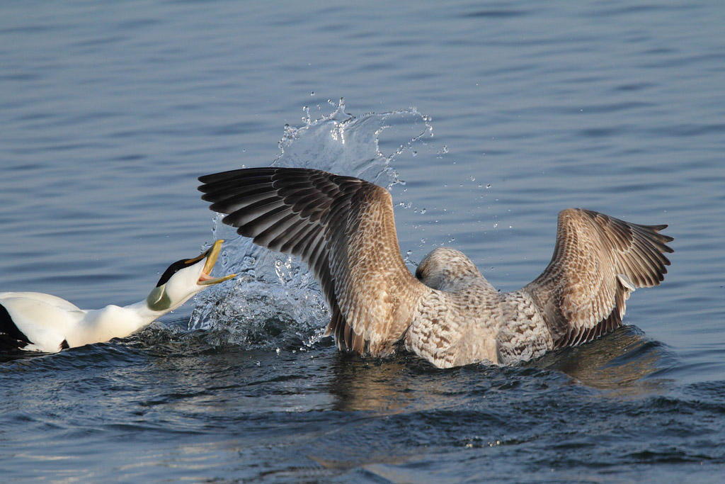 Eider Duck attacked by gull