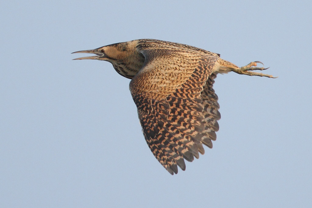 Great Bittern