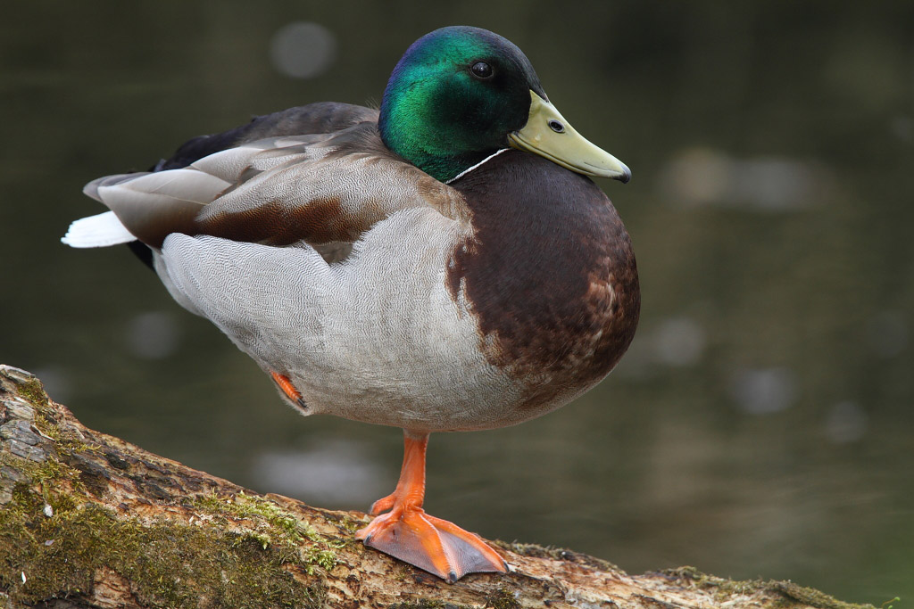 Mallard, male