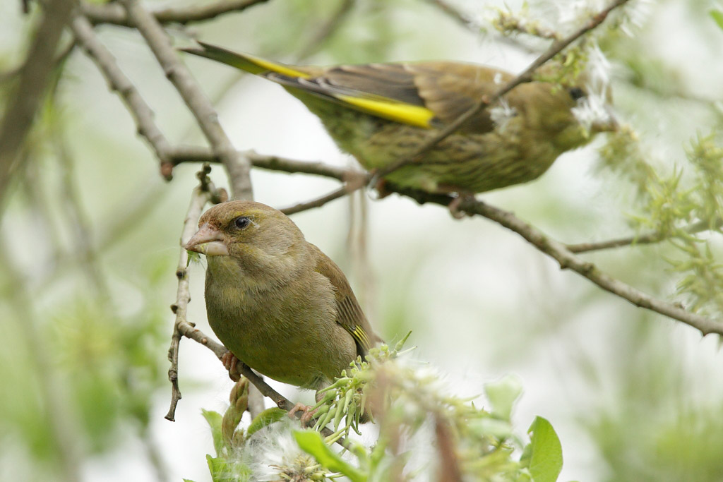 European Greenfinch