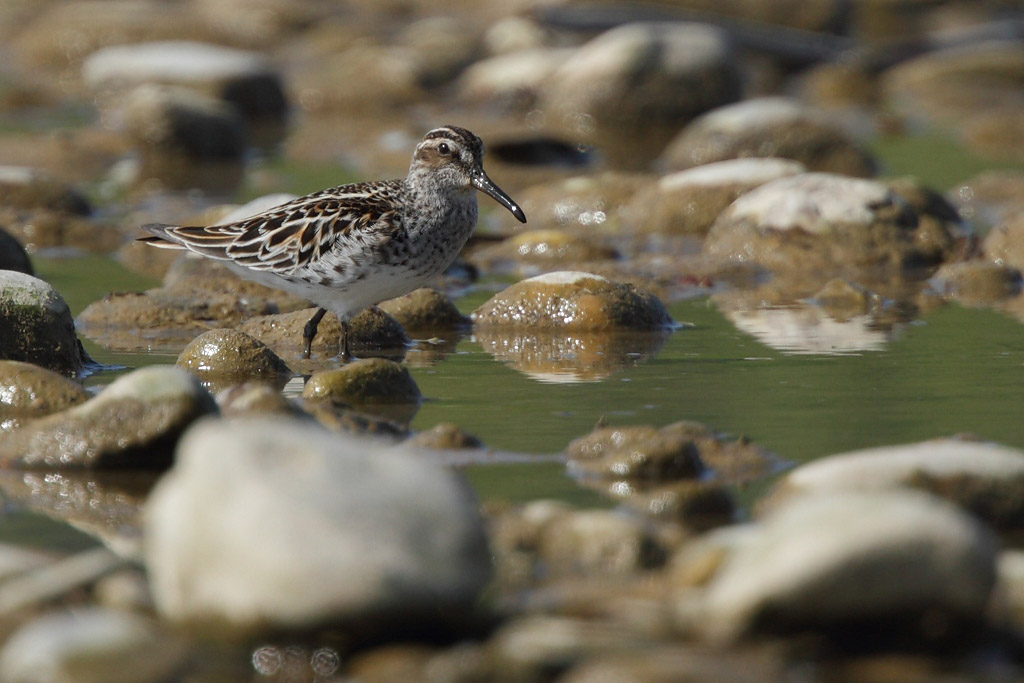Broad-billed Sandpiper