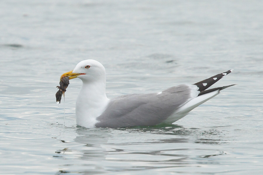 Yellow-legged gull with black-headed gull chick